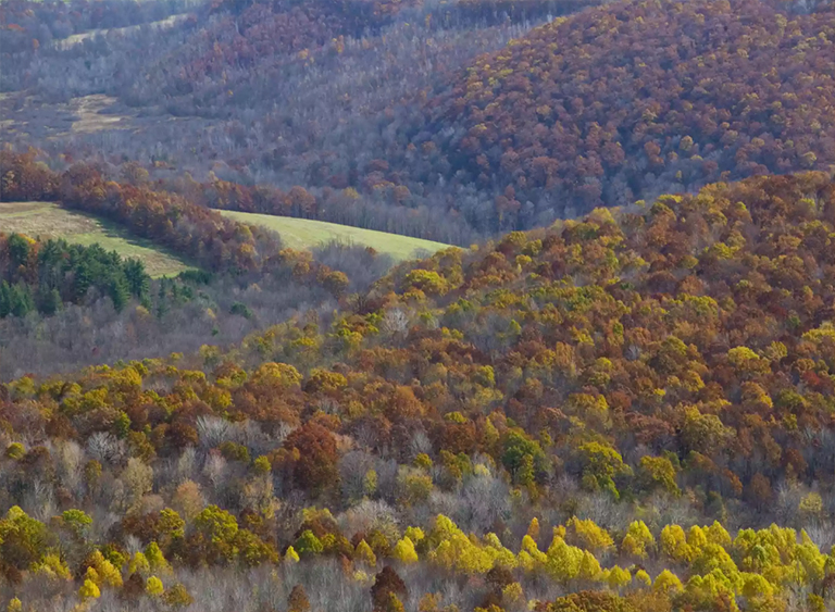仿真樹.jpg 仿真樹