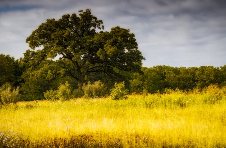 山核桃樹.jpg 山核桃樹