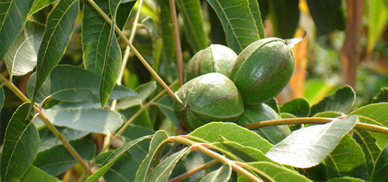 山核桃樹.jpg 山核桃樹