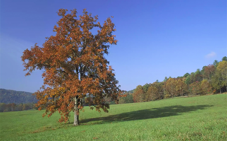 山核桃laciniosa.jpg 山核桃laciniosa
