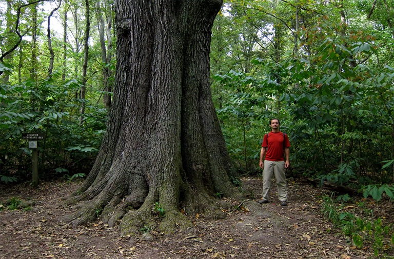 櫻桃樹皮橡木.jpg 櫻桃樹皮橡木
