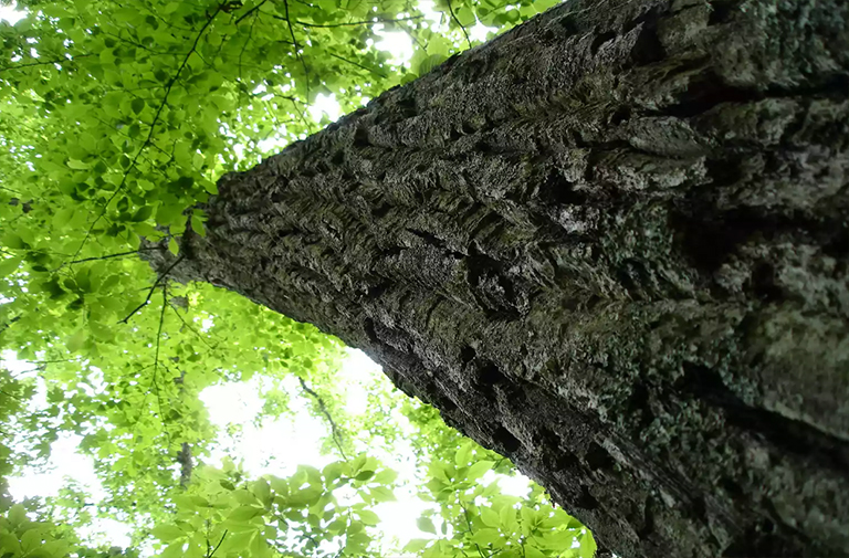 栗橡木.jpg 栗橡木