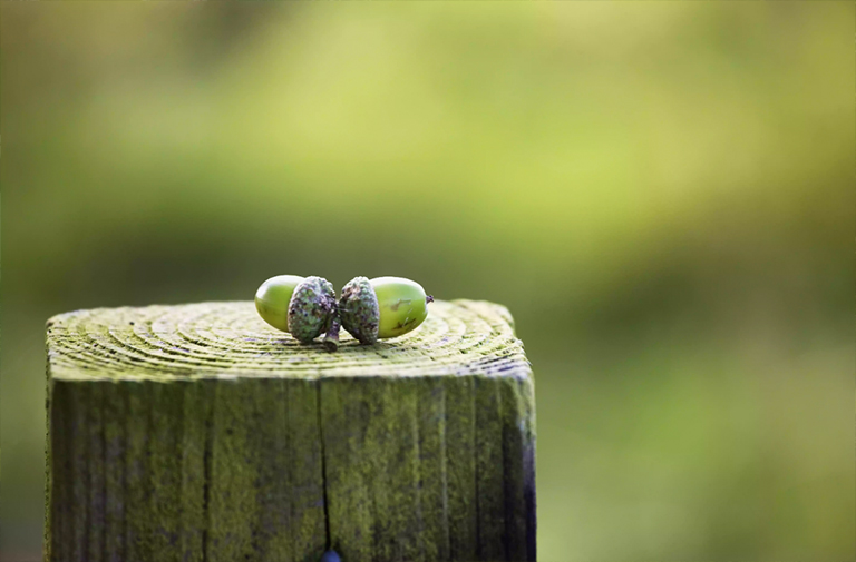 郵政橡樹.jpg 郵政橡樹