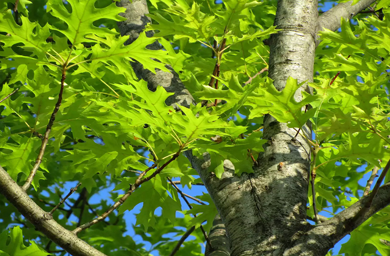 猩紅色的橡樹.jpg 猩紅色的橡樹