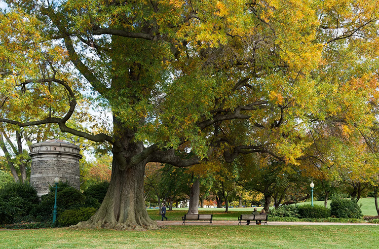柳樹橡樹.jpg 柳樹橡樹