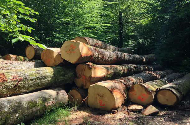 木材巡航點采樣.jpg 木材巡航點采樣