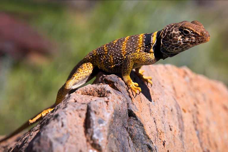 錫安國家公園.jpg 錫安國家公園