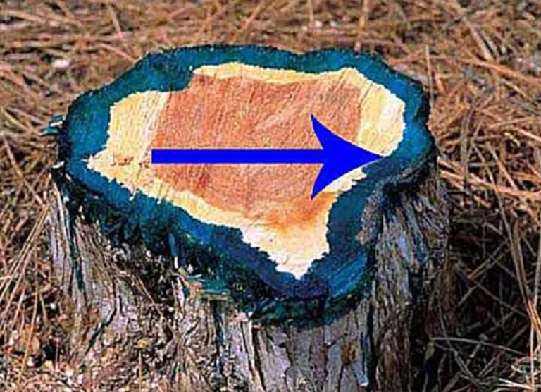 樹樁樹的應用.jpg 樹樁樹的應用