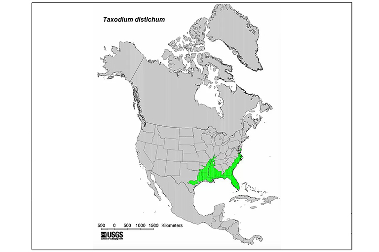 橡樹膠柏樹型地圖.jpg 橡樹膠柏樹型地圖