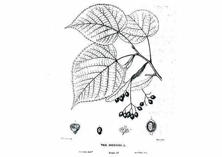 >美國Bass木.jpg >美國Bass木