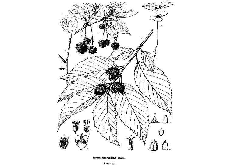 美國山毛櫸.jpg 美國山毛櫸
