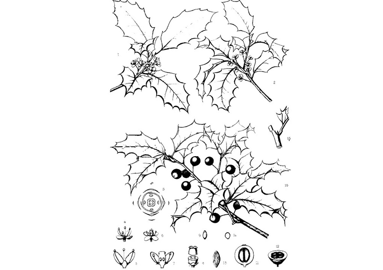 美國冬青.jpg 美國冬青