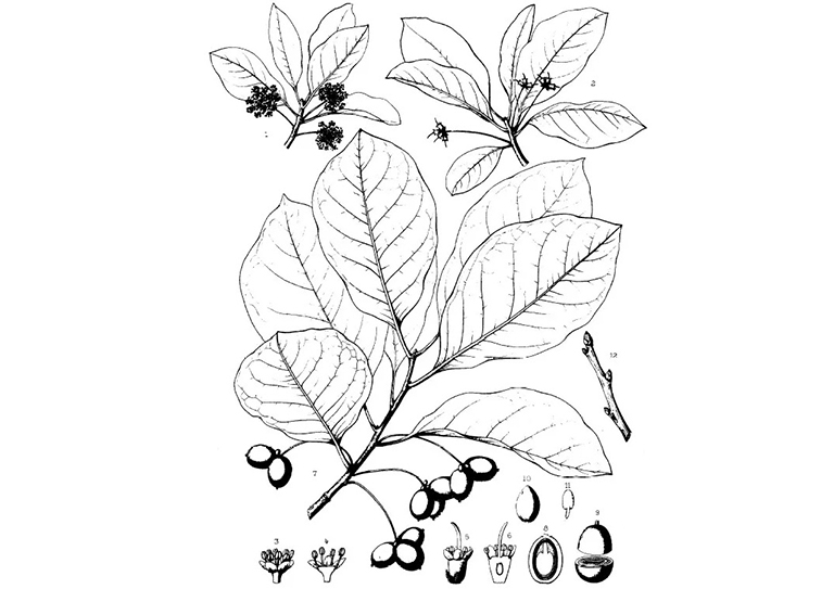 西洋N(Black Nyssa sylvatica).jpg 西洋N(Black Nyssa sylvatica)