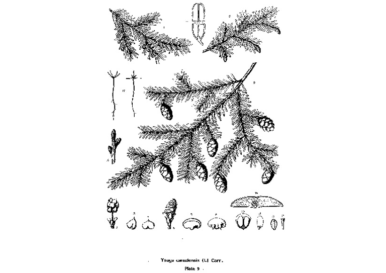 東部鐵杉.jpg 東部鐵杉