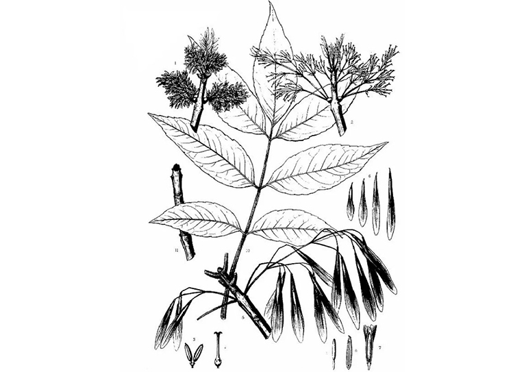 綠灰 水曲柳.jpg 綠灰 水曲柳