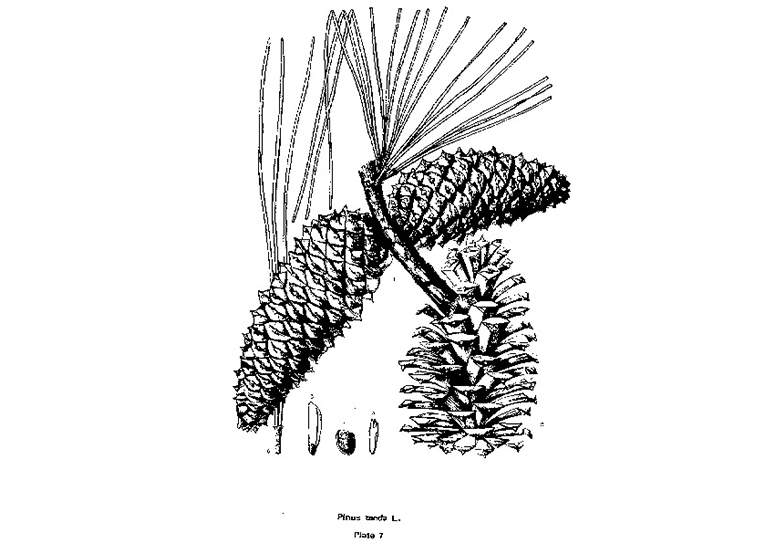 火炬松.jpg 火炬松