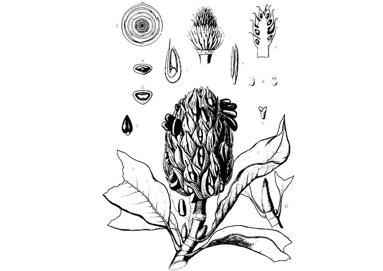 玉蘭南部木蘭.jpg 玉蘭南部木蘭