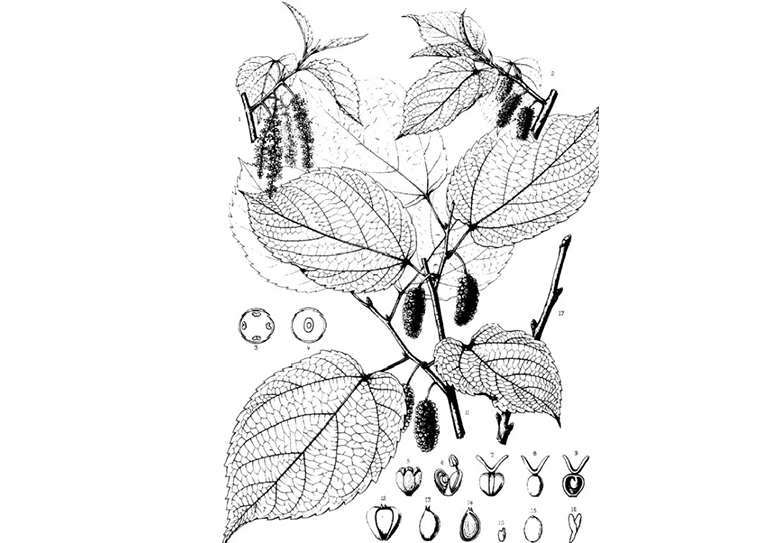 紅桑 桑屬.jpg 紅桑 桑屬