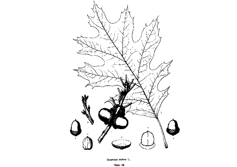 北部紅橡樹.jpg 北部紅橡樹