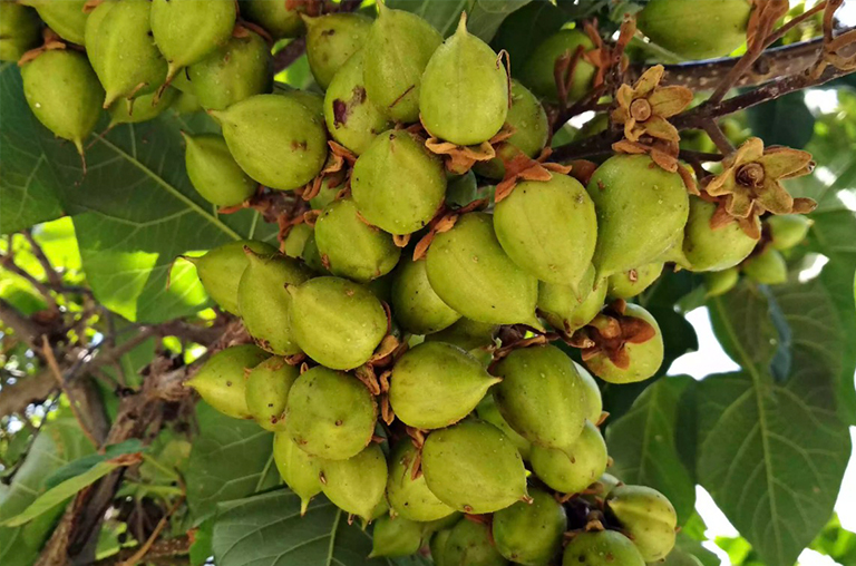 皇家泡桐或公主樹.jpg 皇家泡桐或公主樹