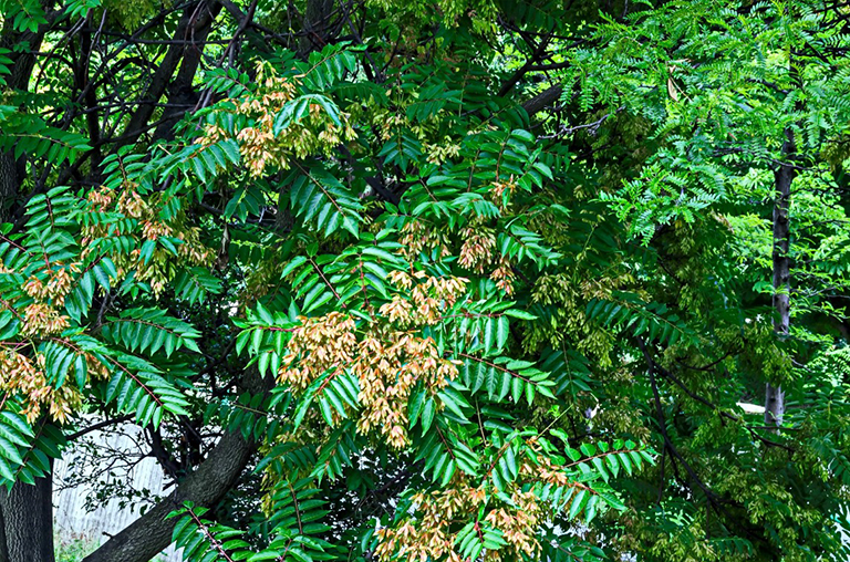 天堂之樹,臭椿或中國漆樹.jpg 天堂之樹,臭椿或中國漆樹