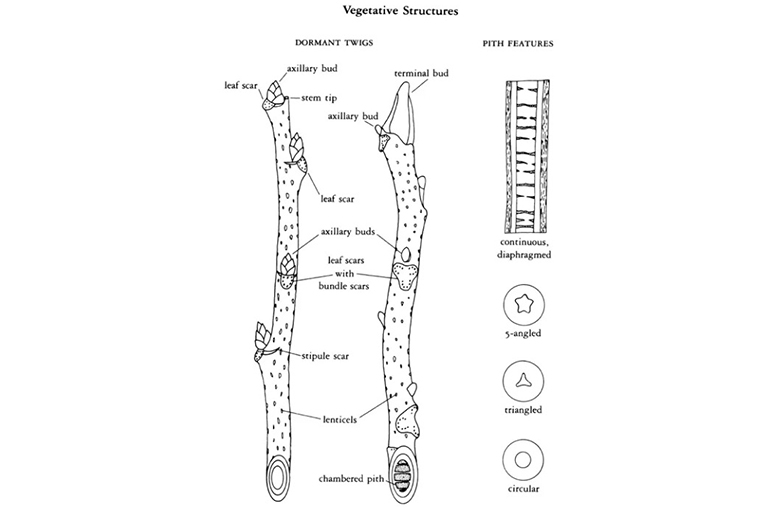 休眠冬樹標(biāo)記照片.jpg 休眠冬樹標(biāo)記照片