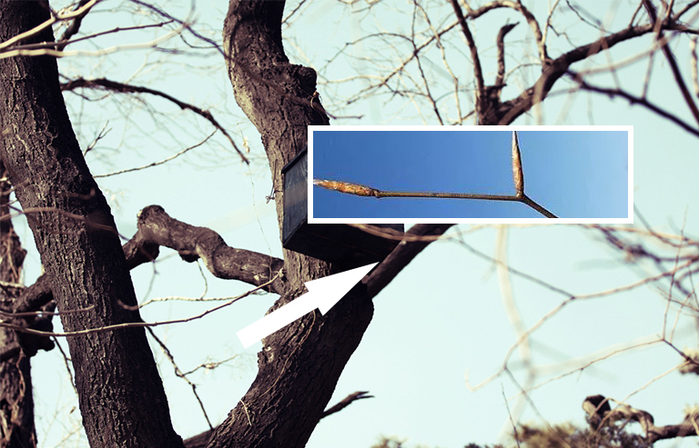 山毛櫸樹枝芽.jpg 山毛櫸樹枝芽