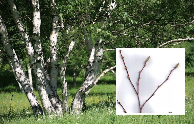 樺樹枝杈.jpg 樺樹枝杈