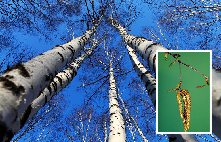 樺樹枝杈.jpg 樺樹枝杈