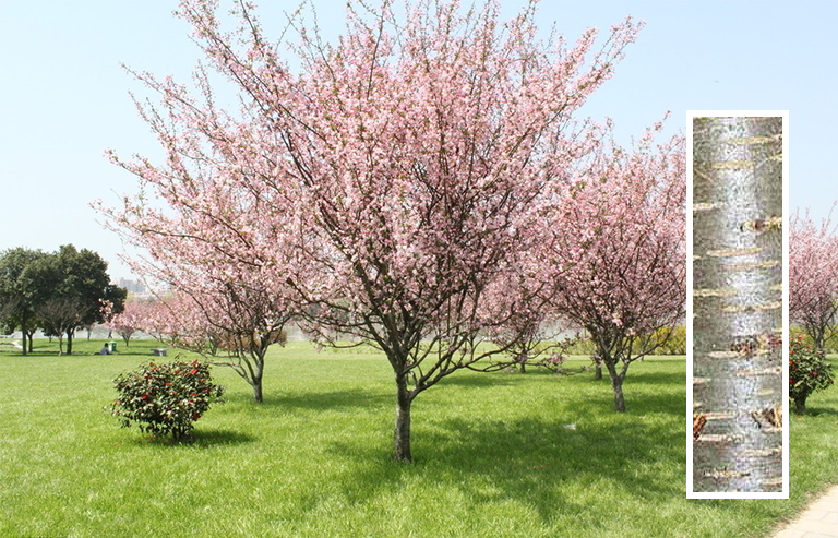 櫻桃樹枝.jpg 櫻桃樹枝