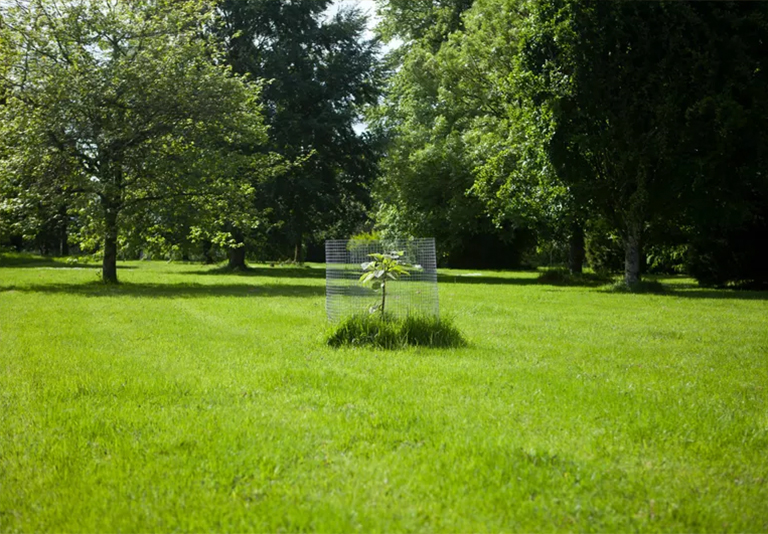 景觀樹.jpg 景觀樹