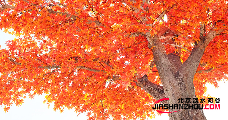 仿真樹(shù).jpg 仿真樹(shù)