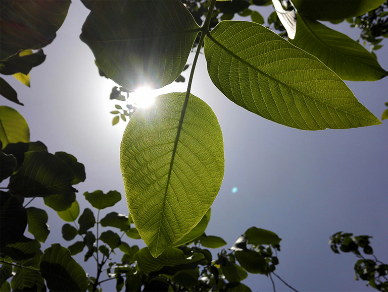 核桃樹.jpg 核桃樹