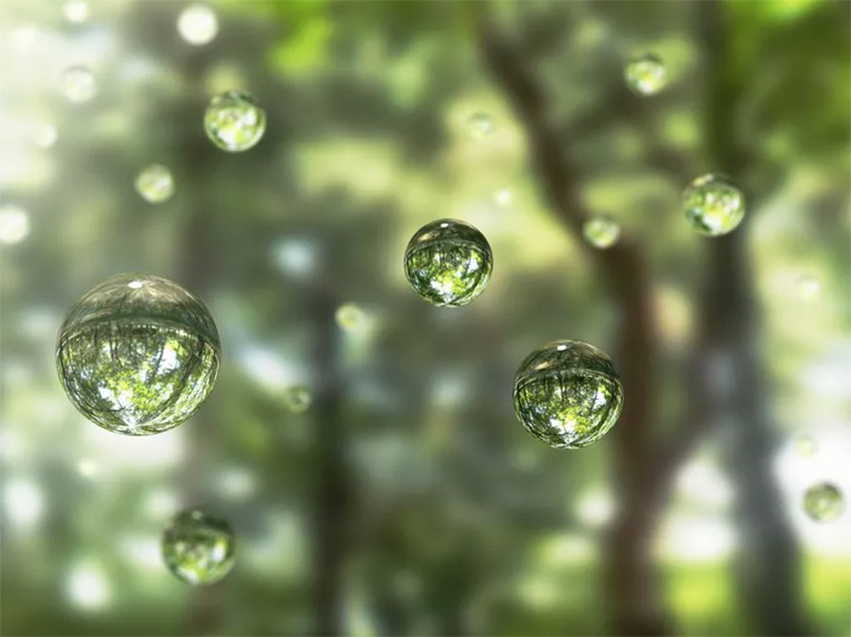 樹木通過根和葉吸收和蒸發水分的過程