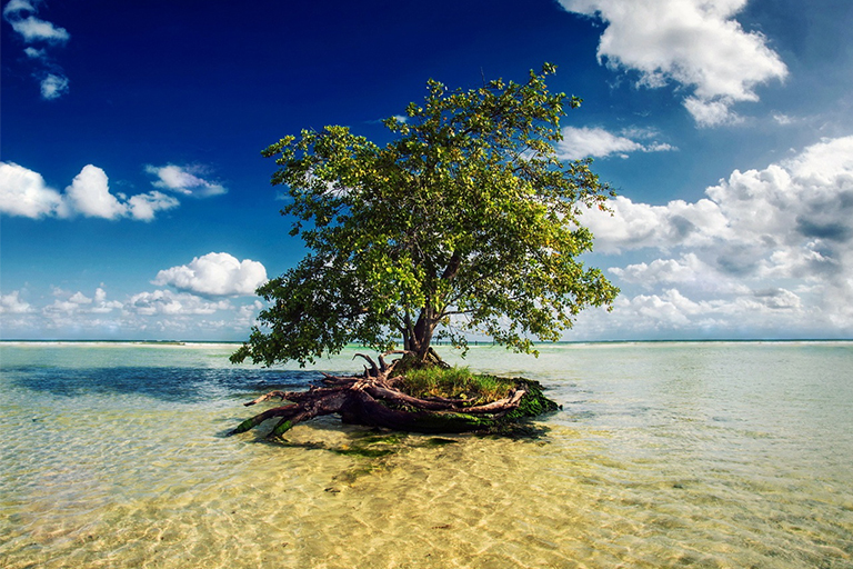 樹木通過根和葉吸收和蒸發水分的過程