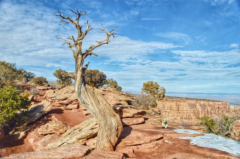 可能造成樹木死亡的5個因素.jpg 可能造成樹木死亡的5個因素