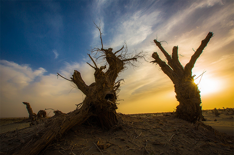 可能造成樹木死亡的5個因素.jpg 可能造成樹木死亡的5個因素