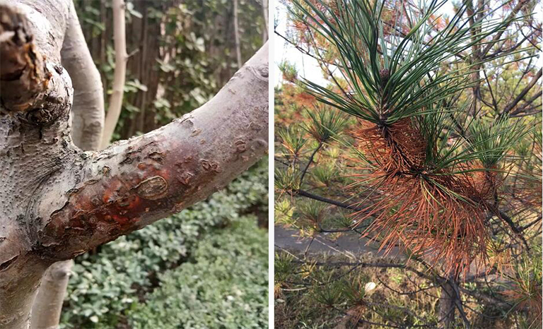 樹木病害.jpg 樹木病害