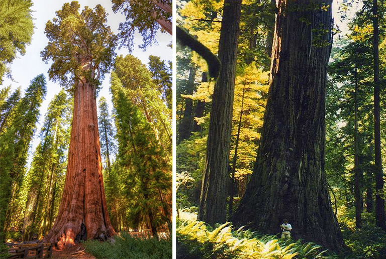 紅杉將軍謝爾曼世界上高的樹.jpg 紅杉將軍謝爾曼世界上高的樹