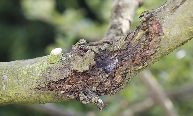 樹木潰瘍病.jpg 樹木潰瘍病