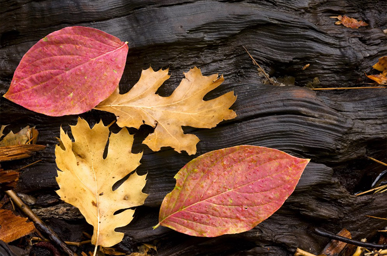 山茱wood和橡樹葉.jpg 山茱wood和橡樹葉