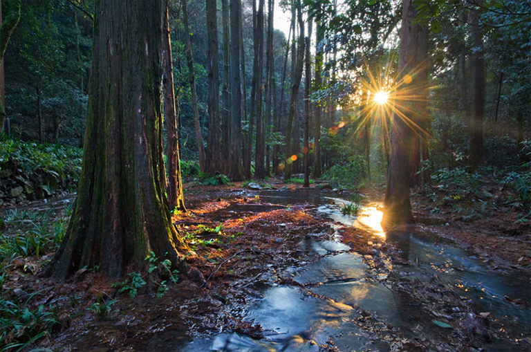 樹皮上的滲水.jpg 樹皮上的滲水