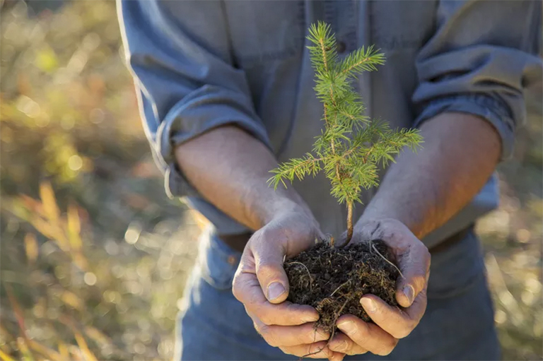 樹木生長與發育.jpg 樹木生長與發育