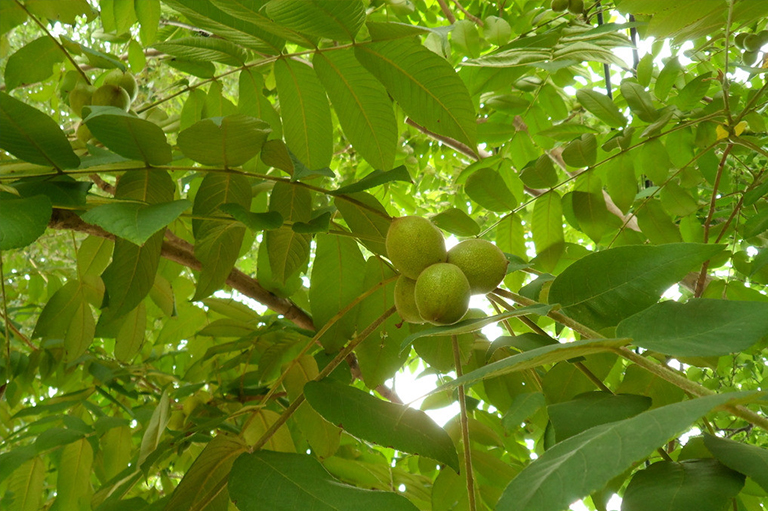 堅果樹.jpg 堅果樹