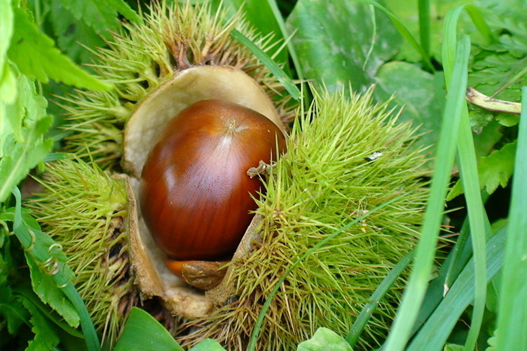 堅果樹.jpg 堅果樹