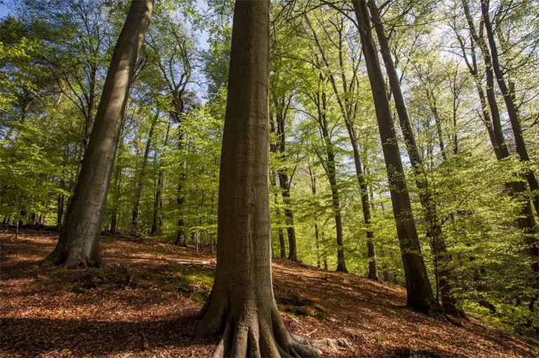 樹干生物學與木材基本結構.jpg 樹干生物學與木材基本結構