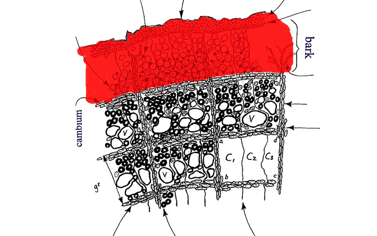 一棵樹的內樹皮.jpg 一棵樹的內樹皮