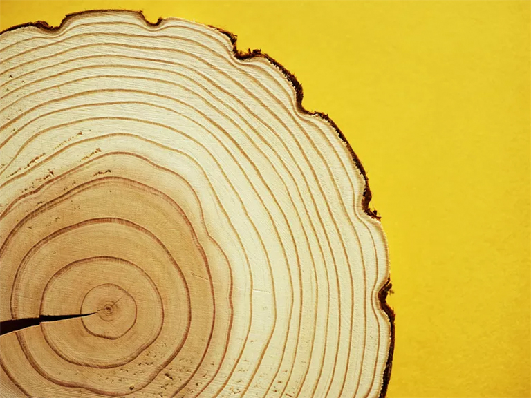 樹(shù)形餅干.jpg 樹(shù)形餅干