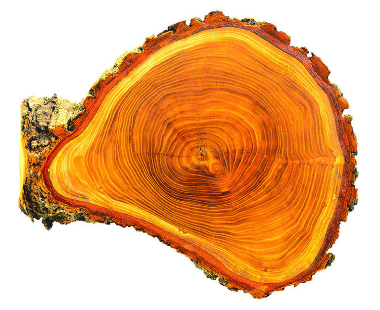 樹(shù)形餅干.jpg 樹(shù)形餅干