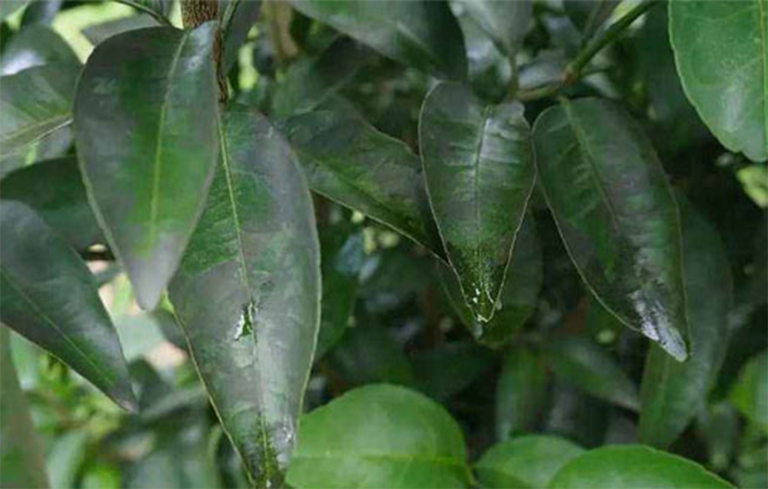 樹木黑煙病.jpg 樹木黑煙病